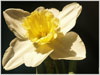 Blumen
